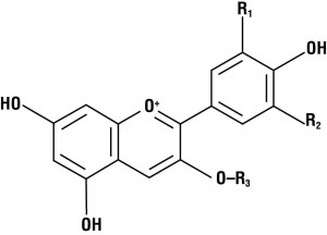 anthocyanine