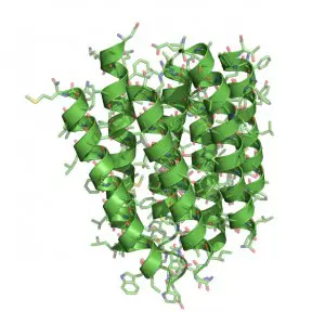 صورة ذات أبعاد ذرية قدّمها Henderson سنة 1990 لبنية بروتين bacteriorhodopsin.
